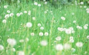 Field of Dandelions lions